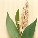 厳選された天然成分のアイコン